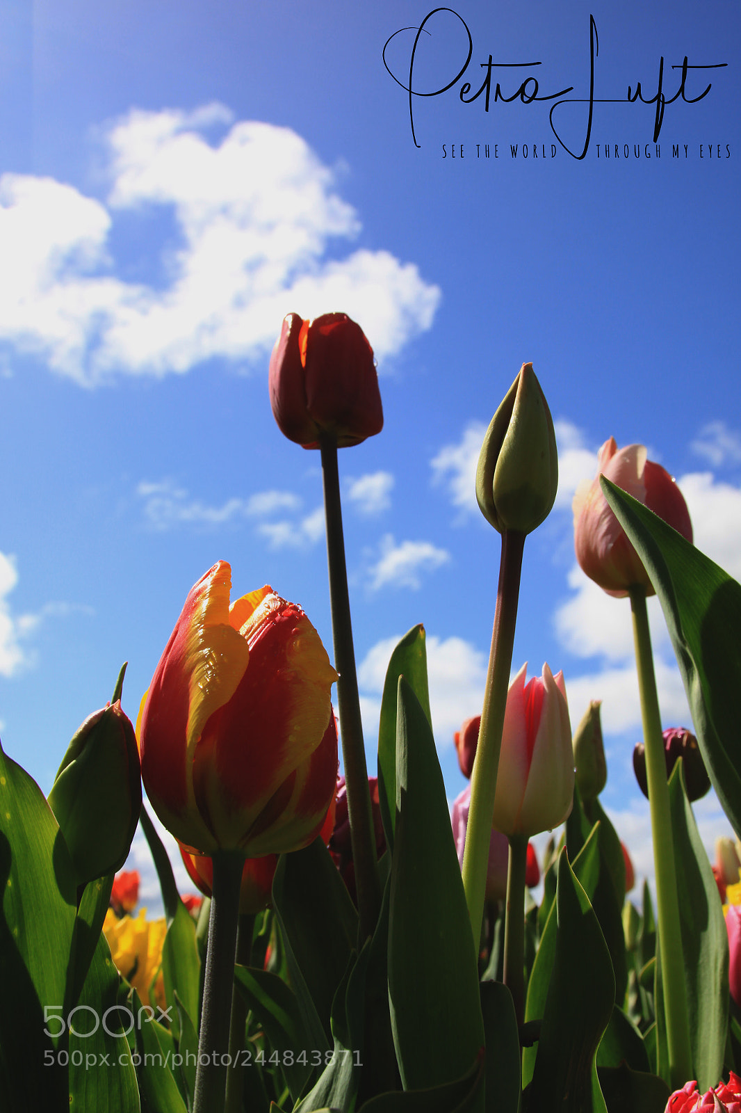 Canon EOS 50D sample photo. Tulips photography