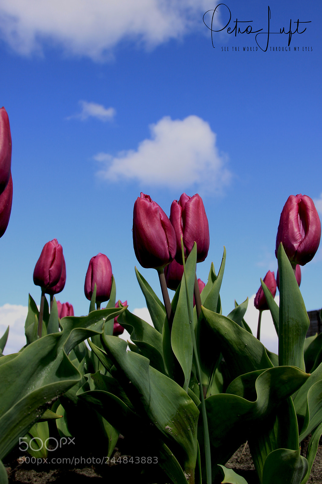 Canon EOS 50D sample photo. Tulips photography