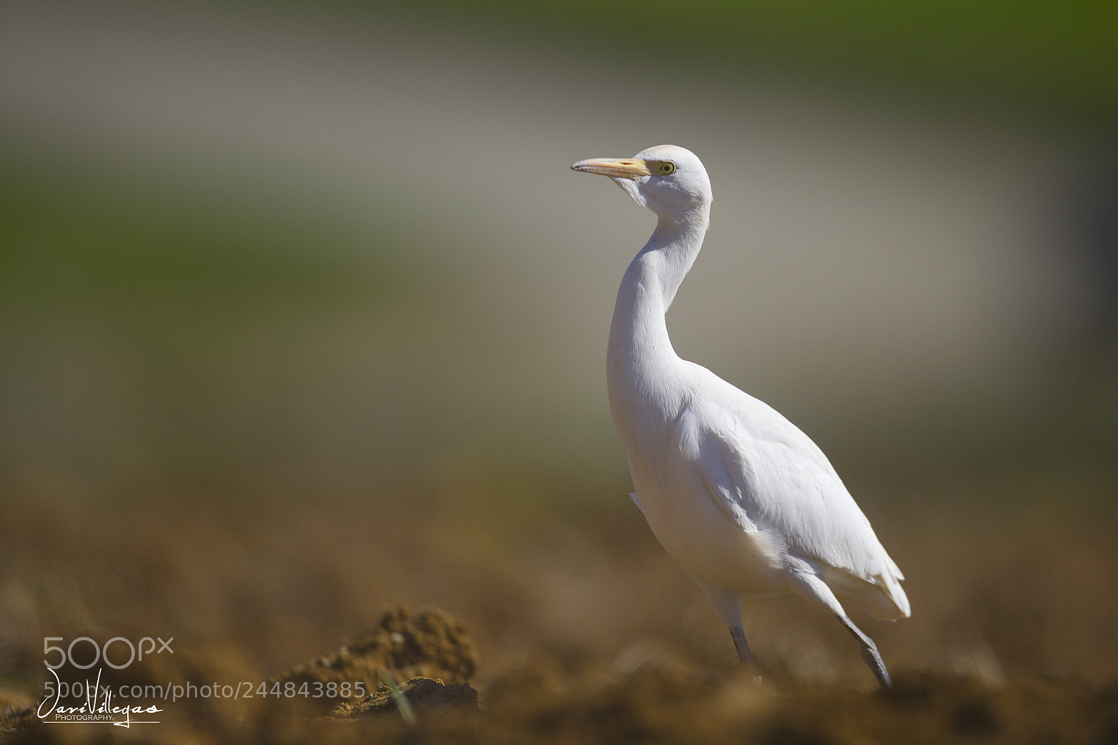 Canon EOS-1D X sample photo. Cattle egret photography