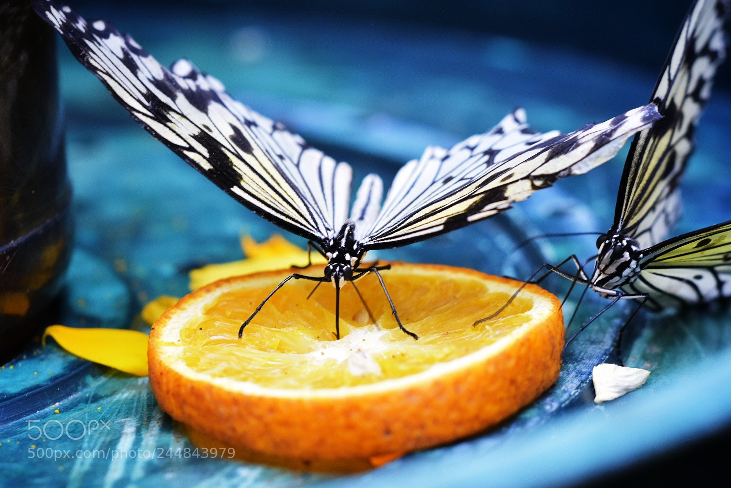 Nikon D7200 sample photo. Butterfly on orange photography