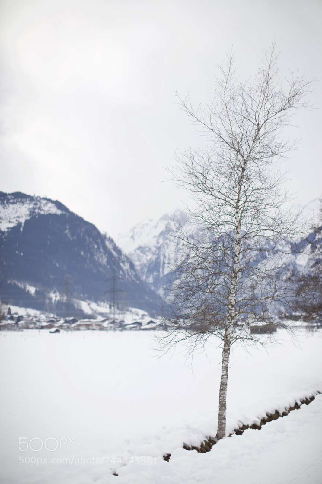 Canon EOS 5DS sample photo. Birch tree photography