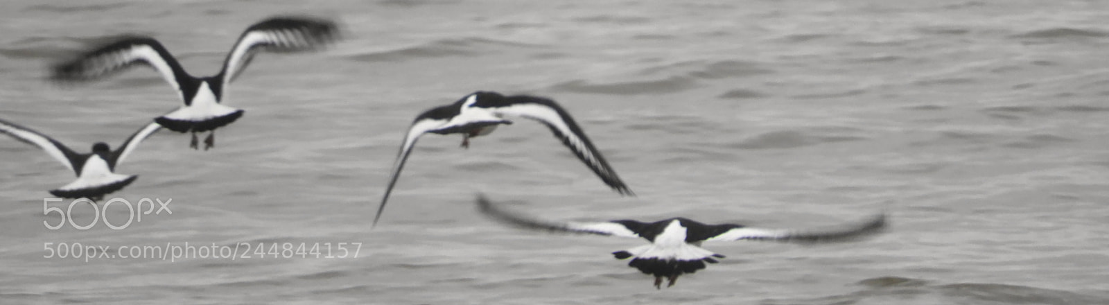 Nikon Coolpix B700 sample photo. Oystercatchers photography