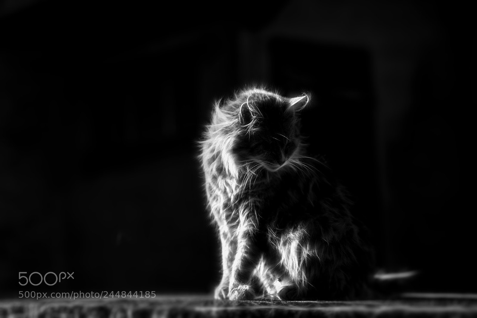 Nikon D7200 sample photo. Cat photography