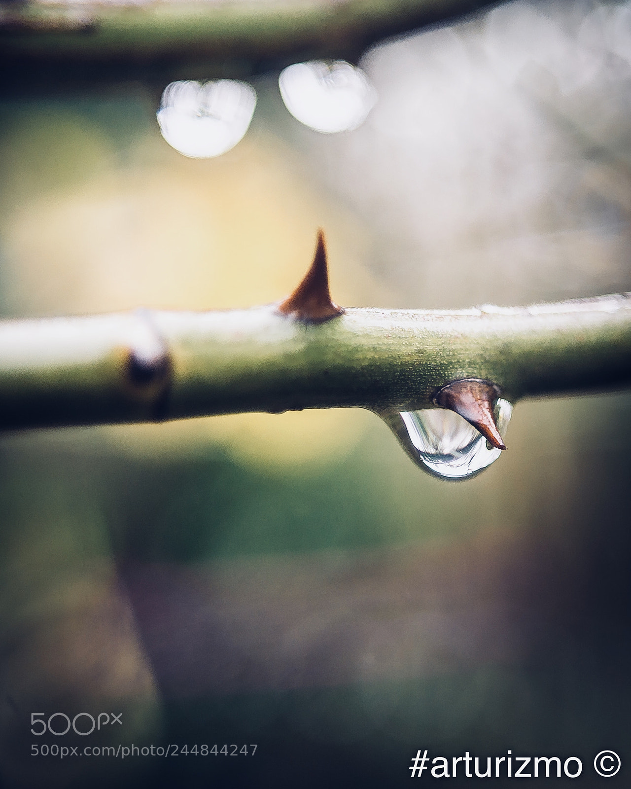 Nikon D7200 sample photo. Drops of rain ii photography