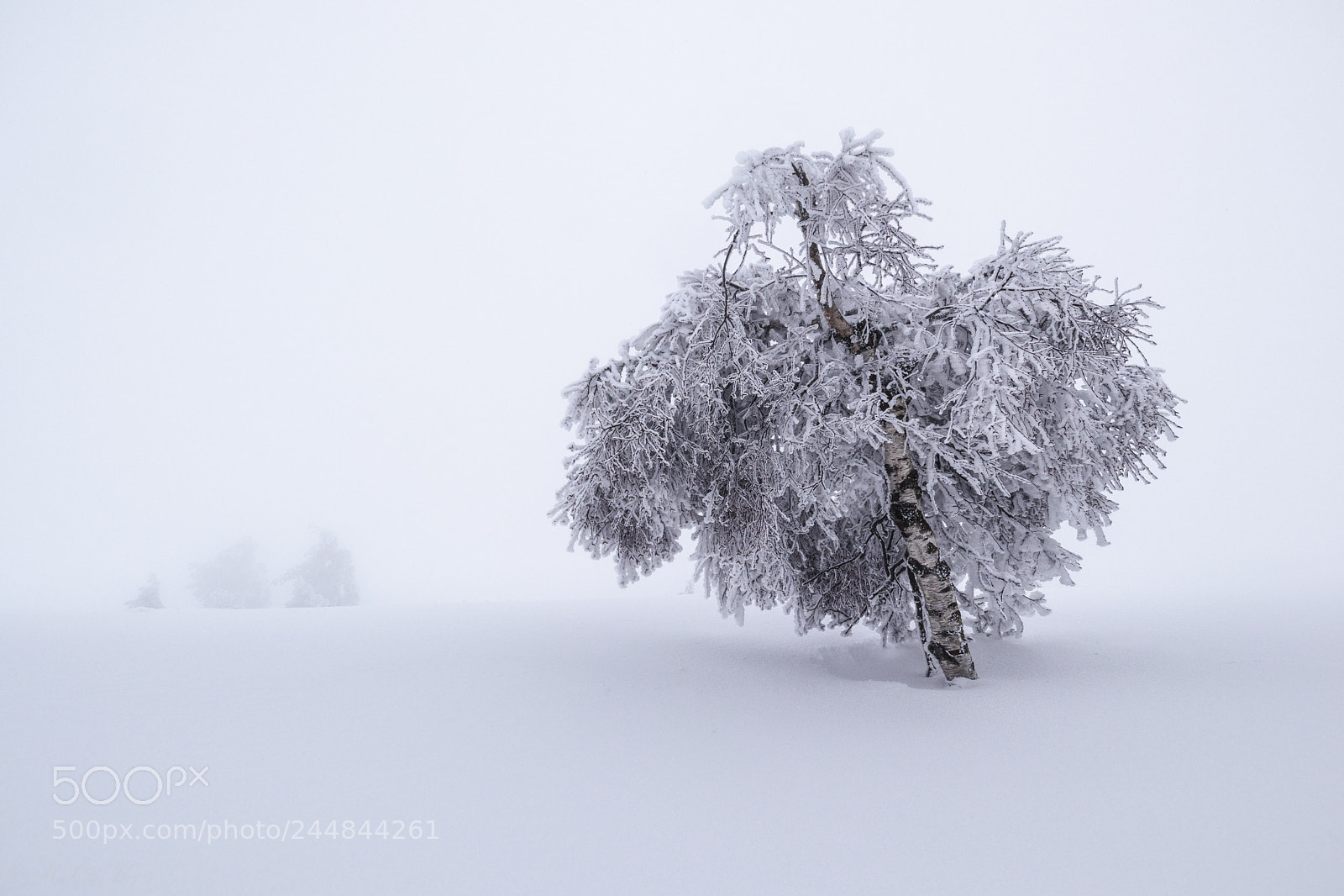 Canon EOS M6 sample photo. A foggy winter day photography