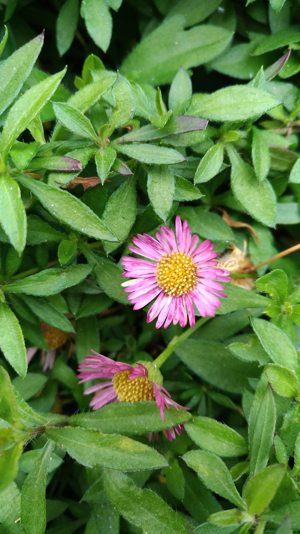 ASUS ZenFone 3 (ZE520KL) sample photo