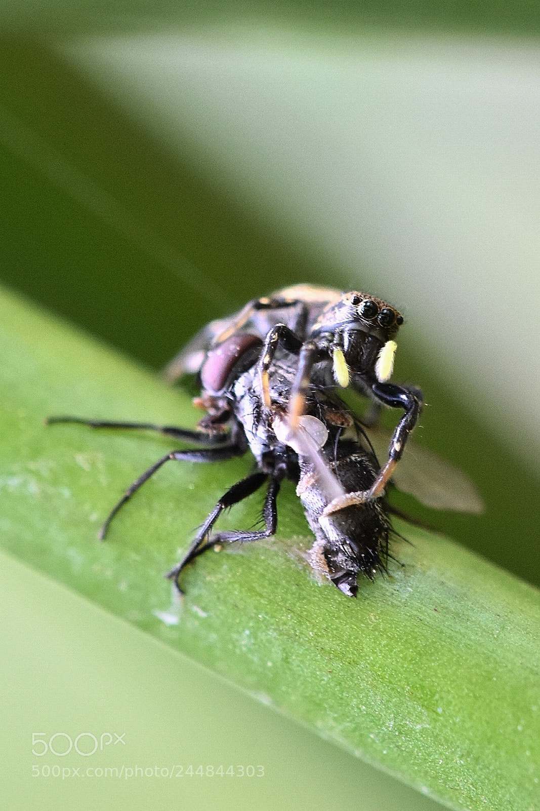 Nikon D7200 sample photo. Predator and prey in photography