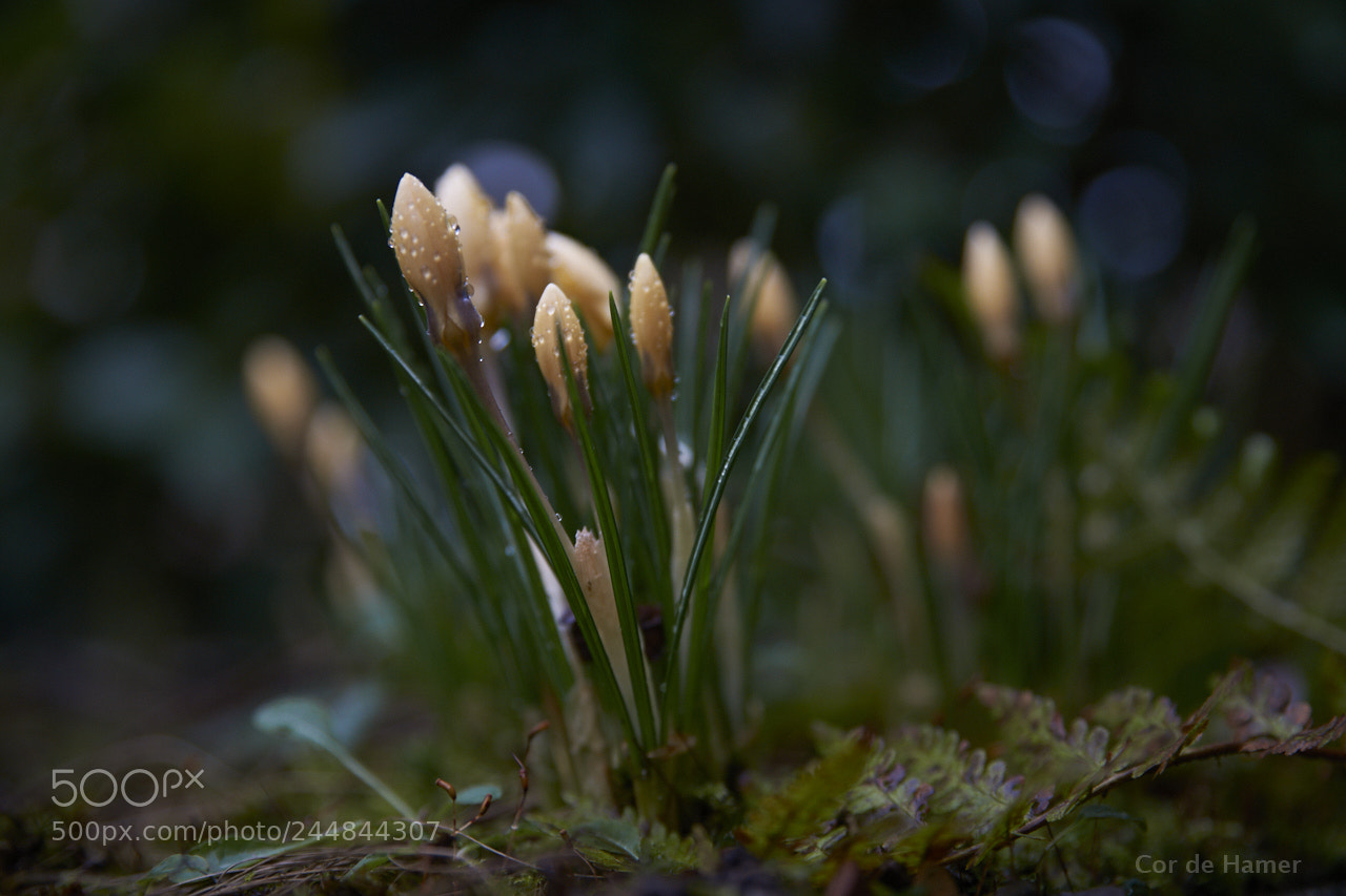 Sony SLT-A99V sample photo. Yellow crocus after the photography