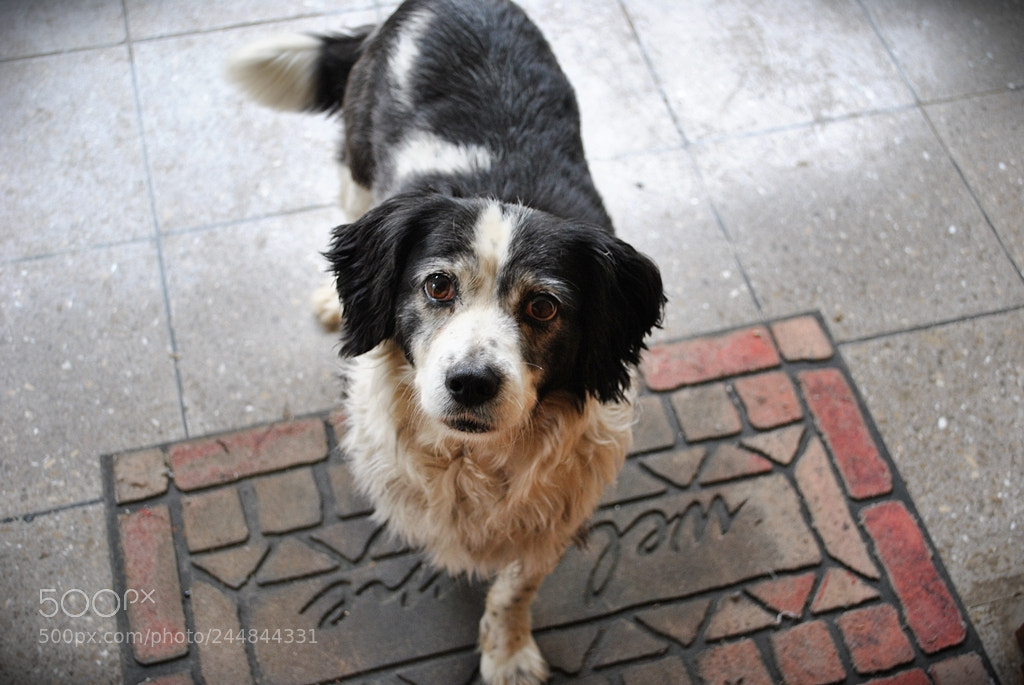 Nikon D3000 sample photo. Joy! photography
