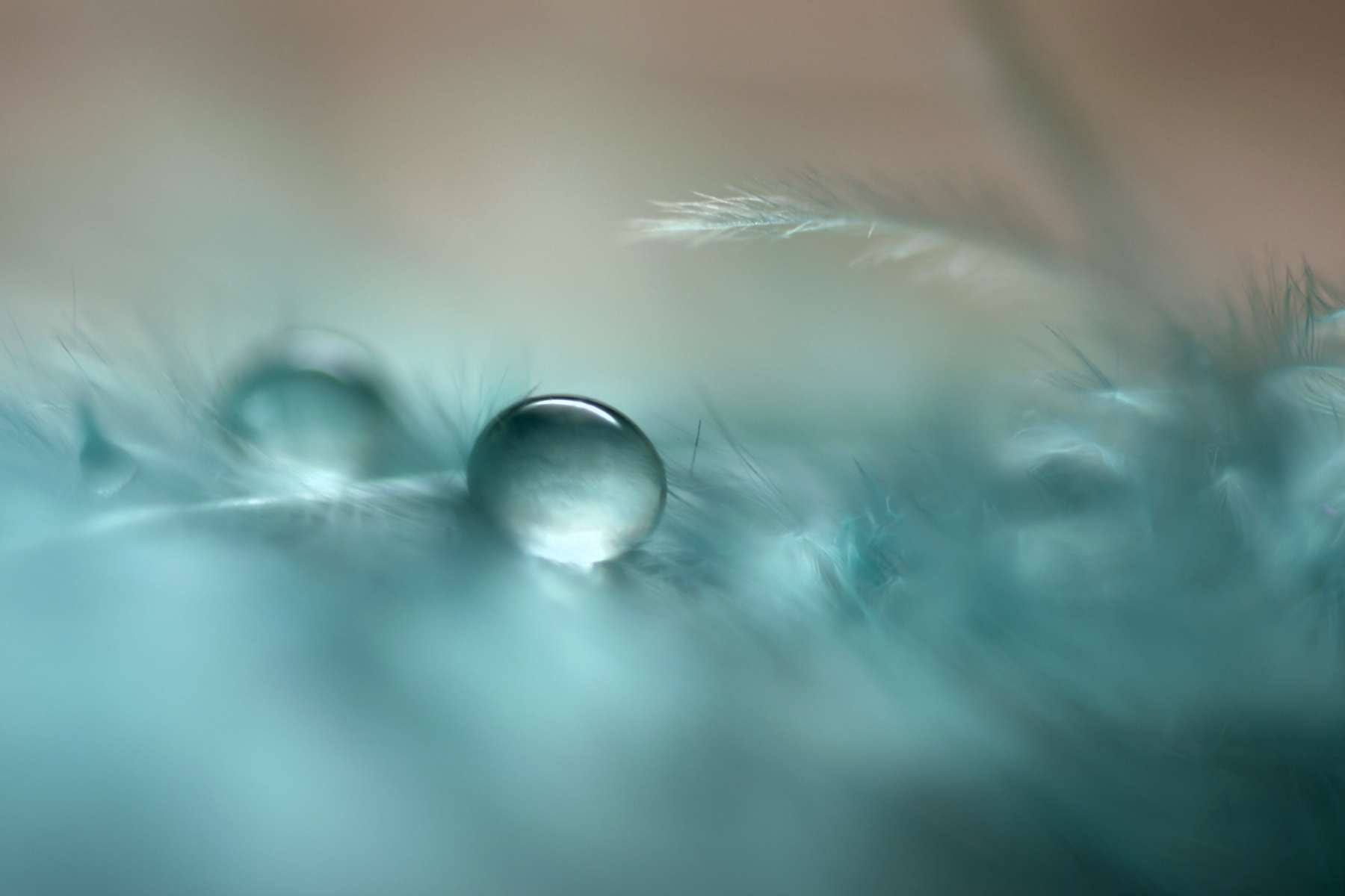 Sigma 105mm F2.8 EX DG OS HSM sample photo. Welcome in wonderland photography