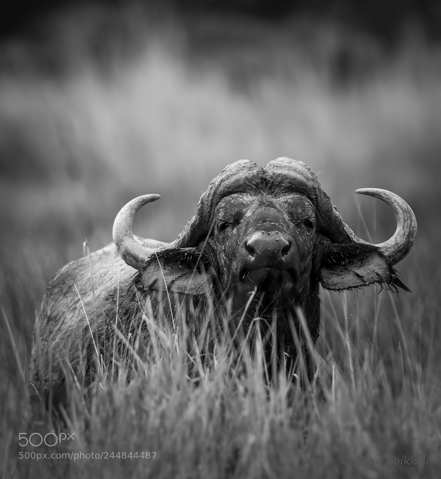 Nikon D810 sample photo. Buffalo moremi gr photography
