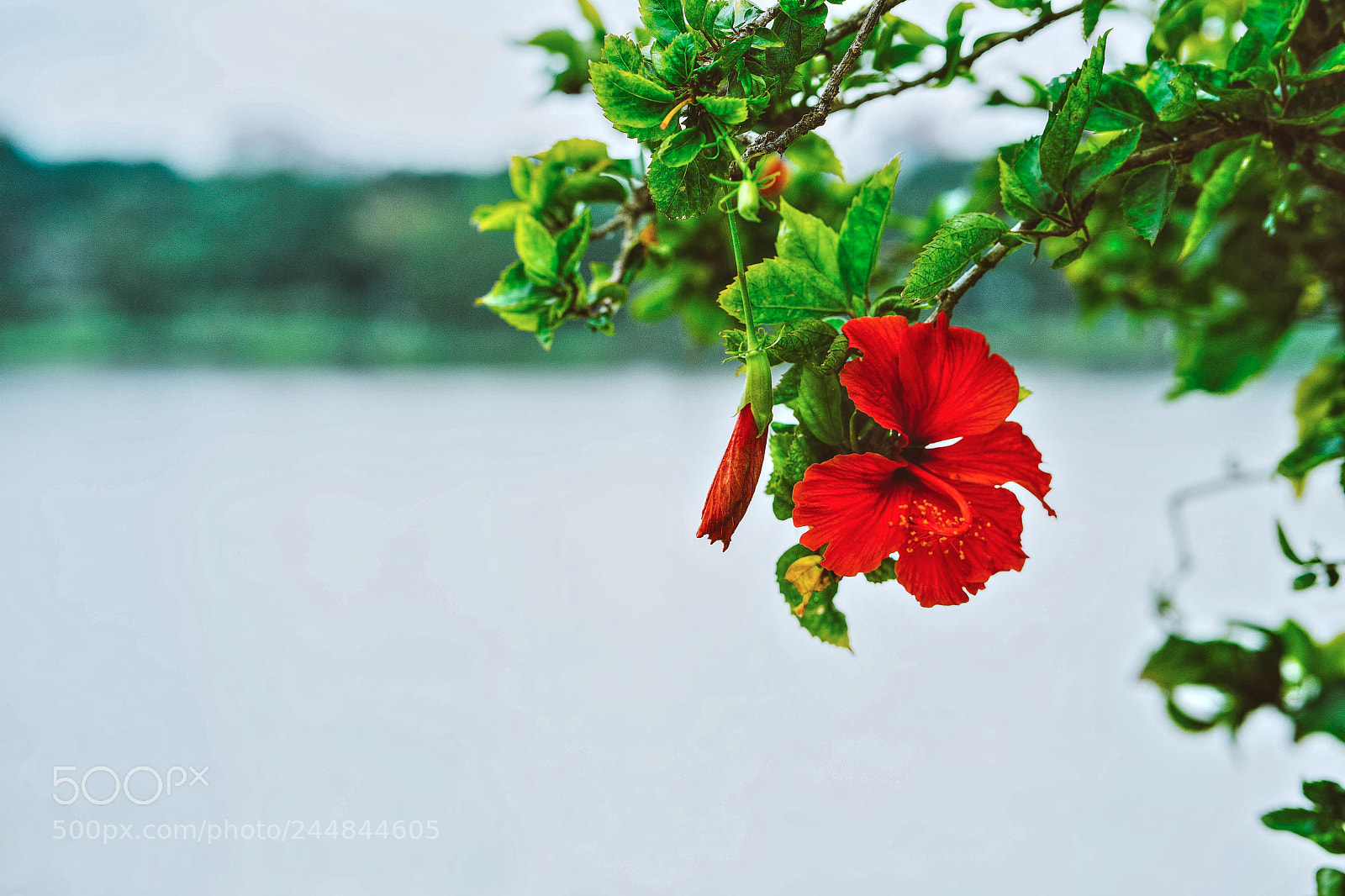 Sony a7 II sample photo. Untitled photography