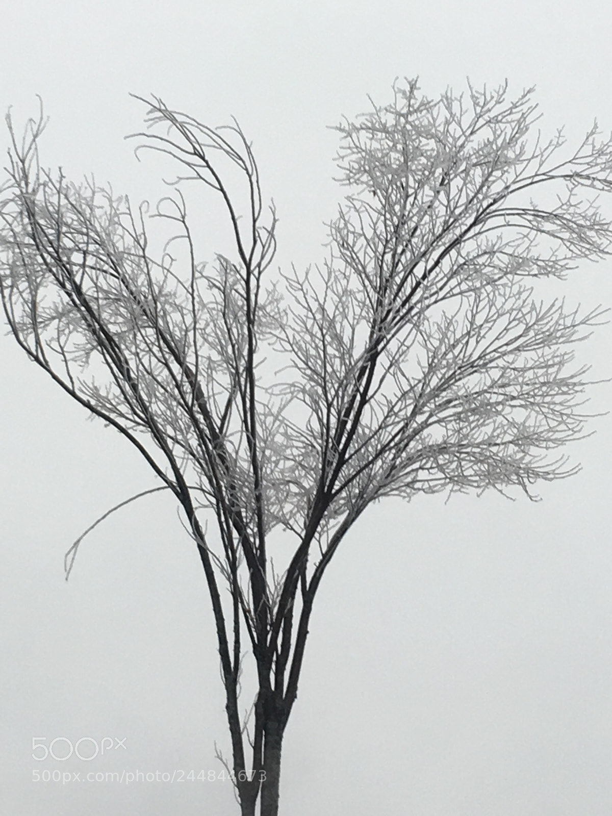 Apple iPhone 6s Plus sample photo. Bare winter... photography