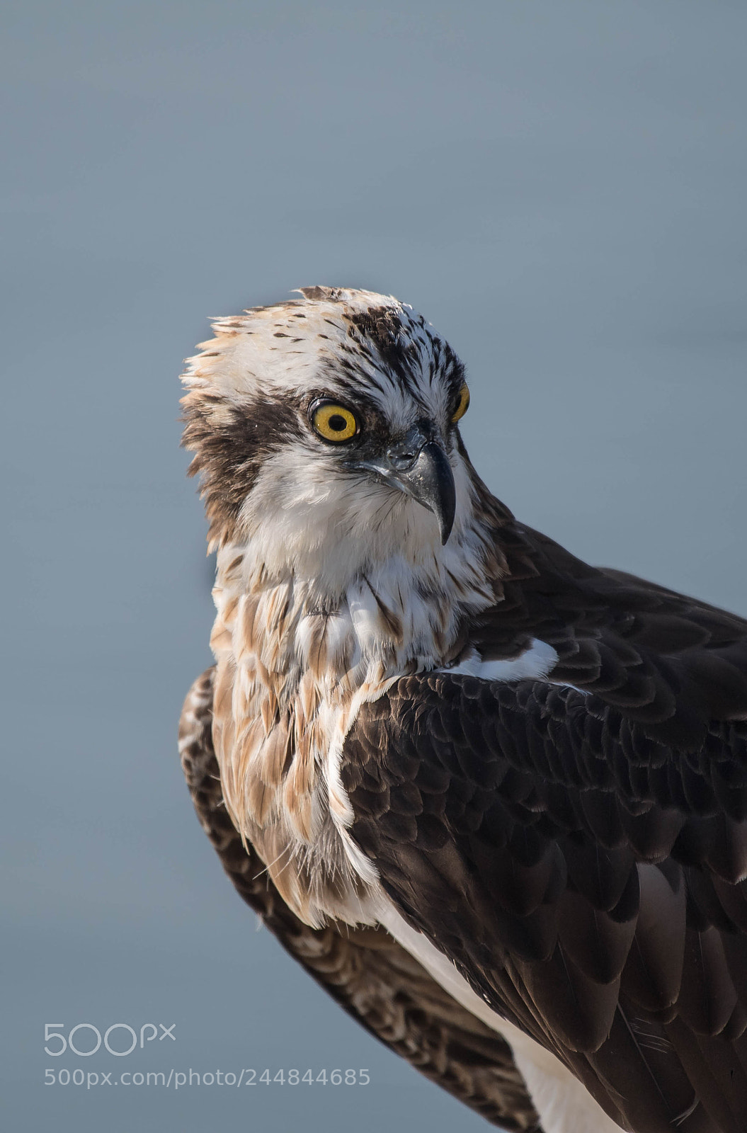 Nikon D5 sample photo. Osprey photography