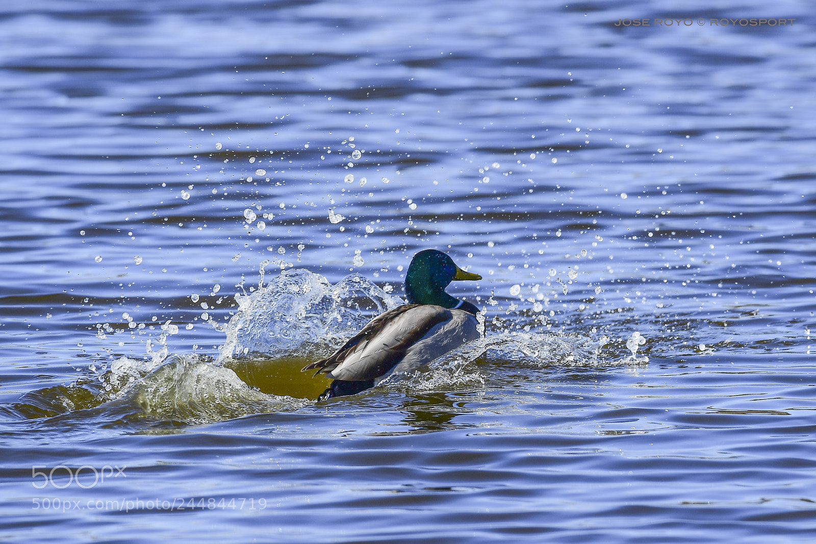 Nikon D5 sample photo. Coll vert photography