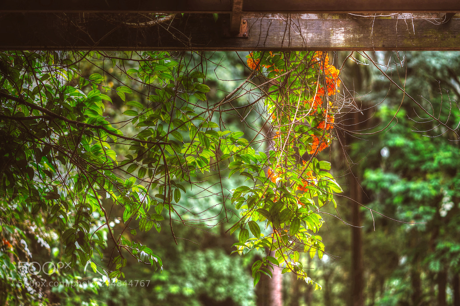 Sony a7 II sample photo. Untitled photography
