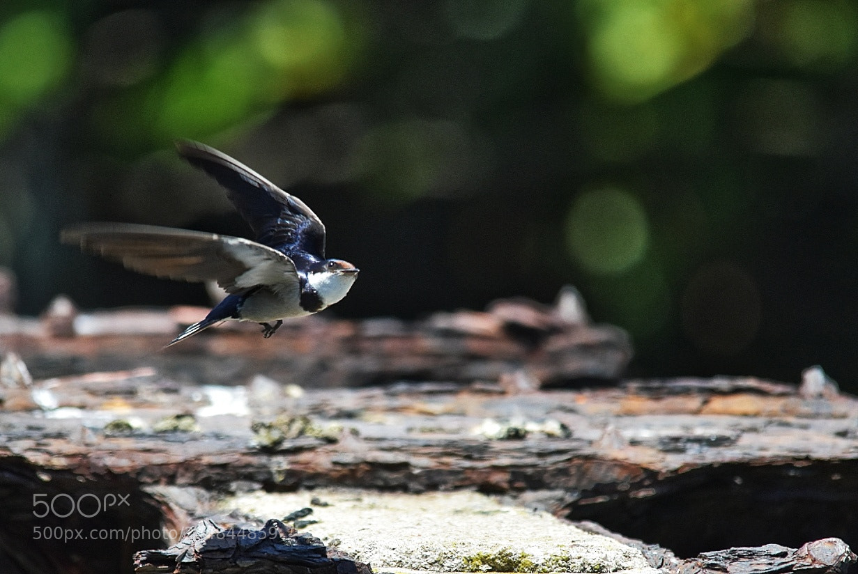 Nikon D7200 sample photo. Take-off photography