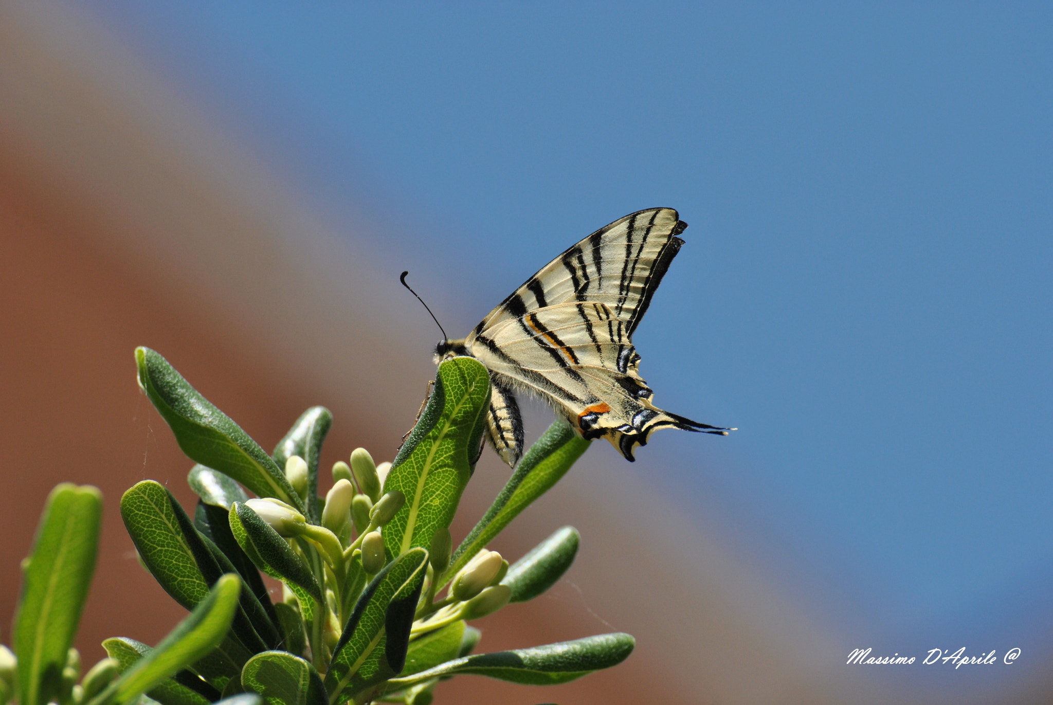 Nikon D3000 sample photo. Butterfly photography