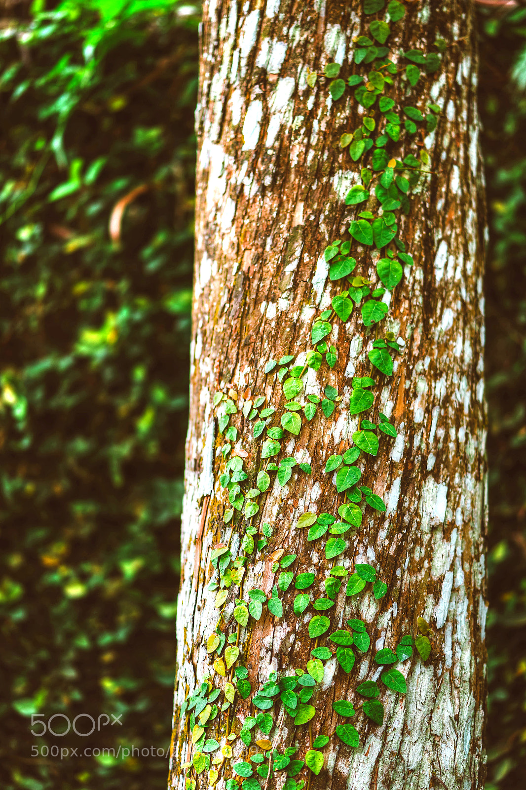 Sony a7 II sample photo. Untitled photography