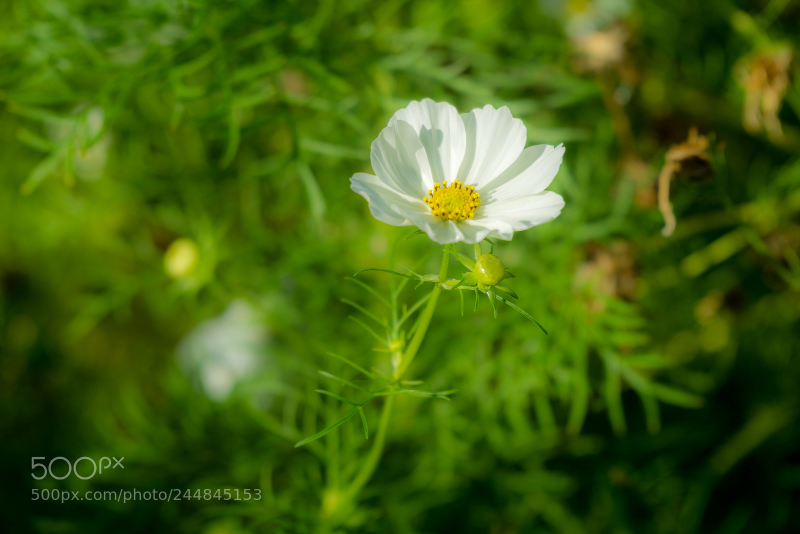 Sony a6000 sample photo. White flower photography