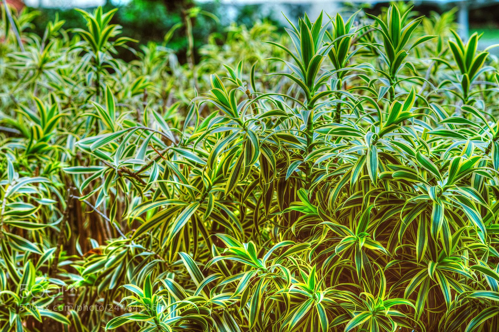 Sony a7 II sample photo. Untitled photography