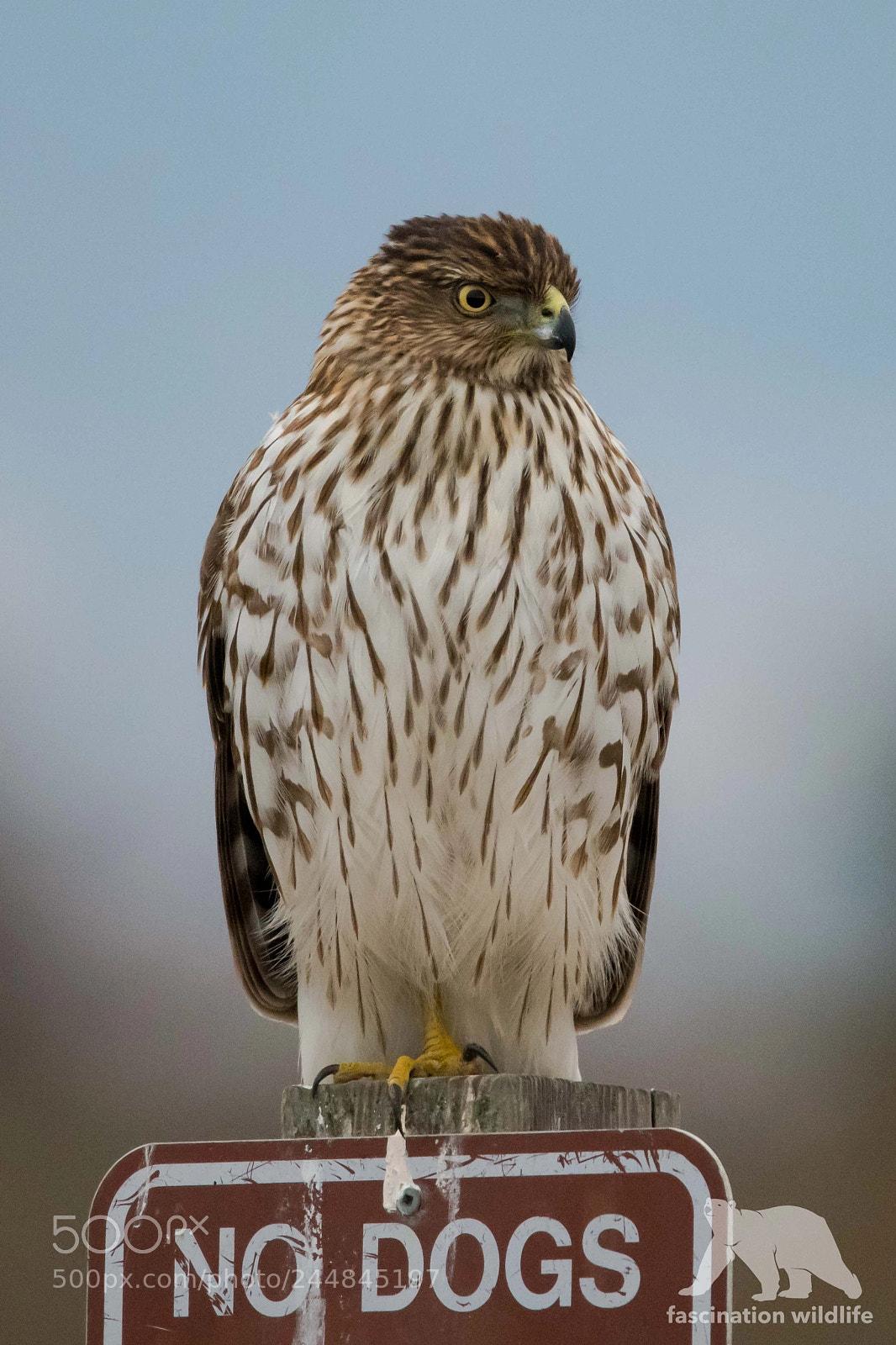 Nikon D850 sample photo. Cooper's hawk photography