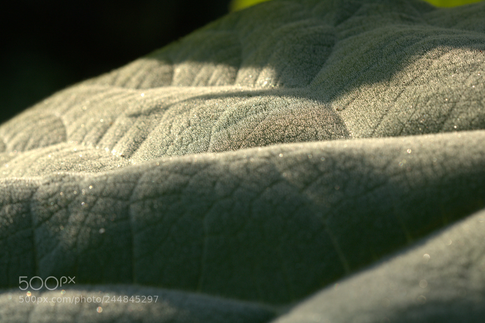 Canon EOS 750D (EOS Rebel T6i / EOS Kiss X8i) sample photo. Frozen fields or leaf photography