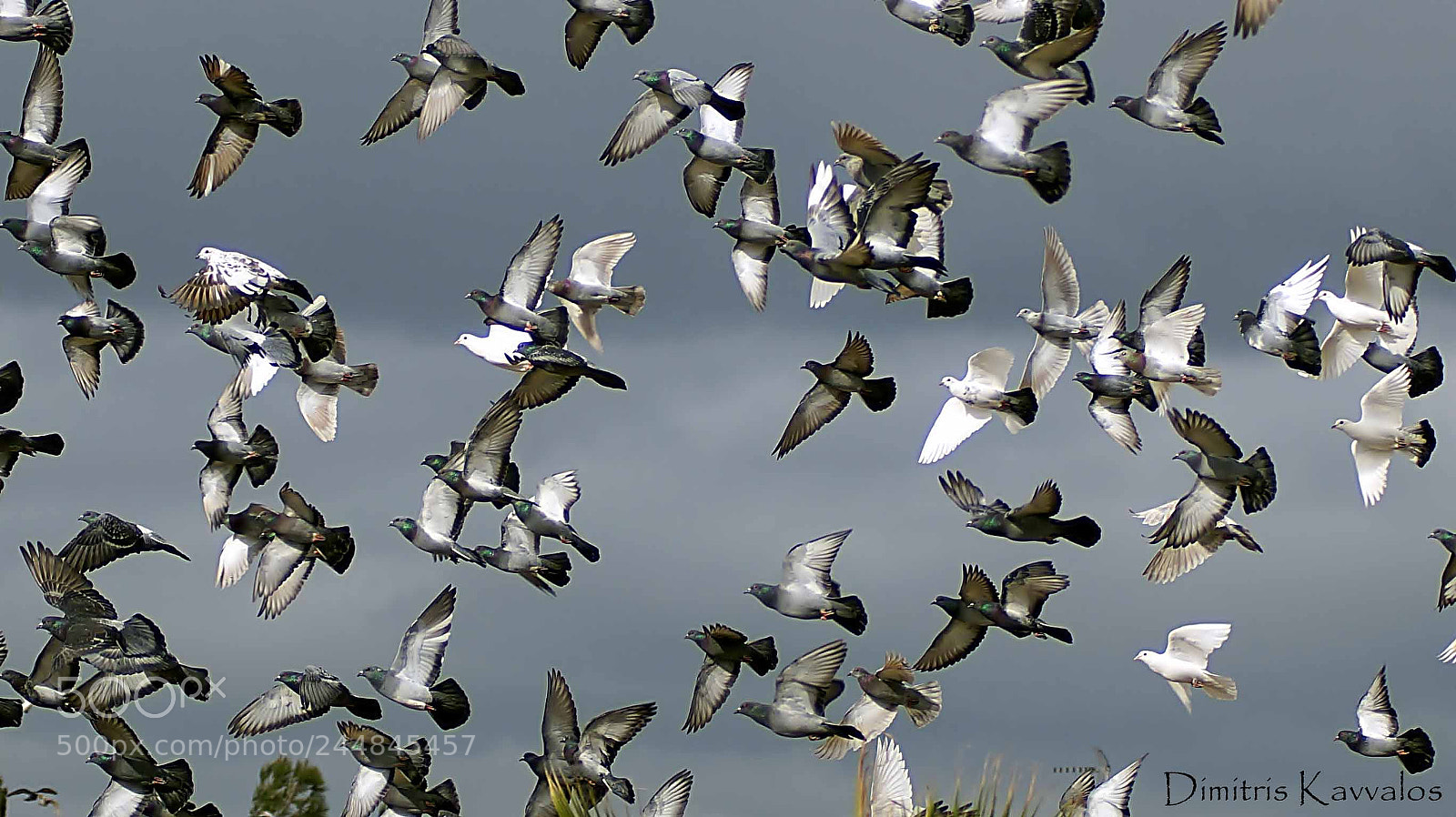 Sony SLT-A58 sample photo. Pigeons photography