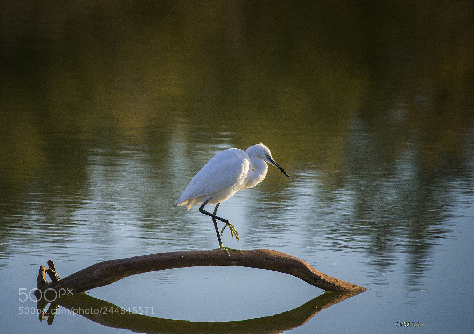 Sony SLT-A35 sample photo. Egretta garzetta photography