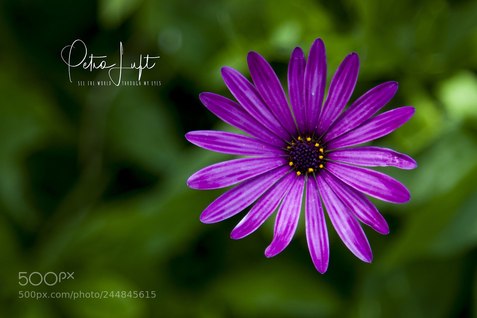 Canon EOS 50D sample photo. Purple flower photography