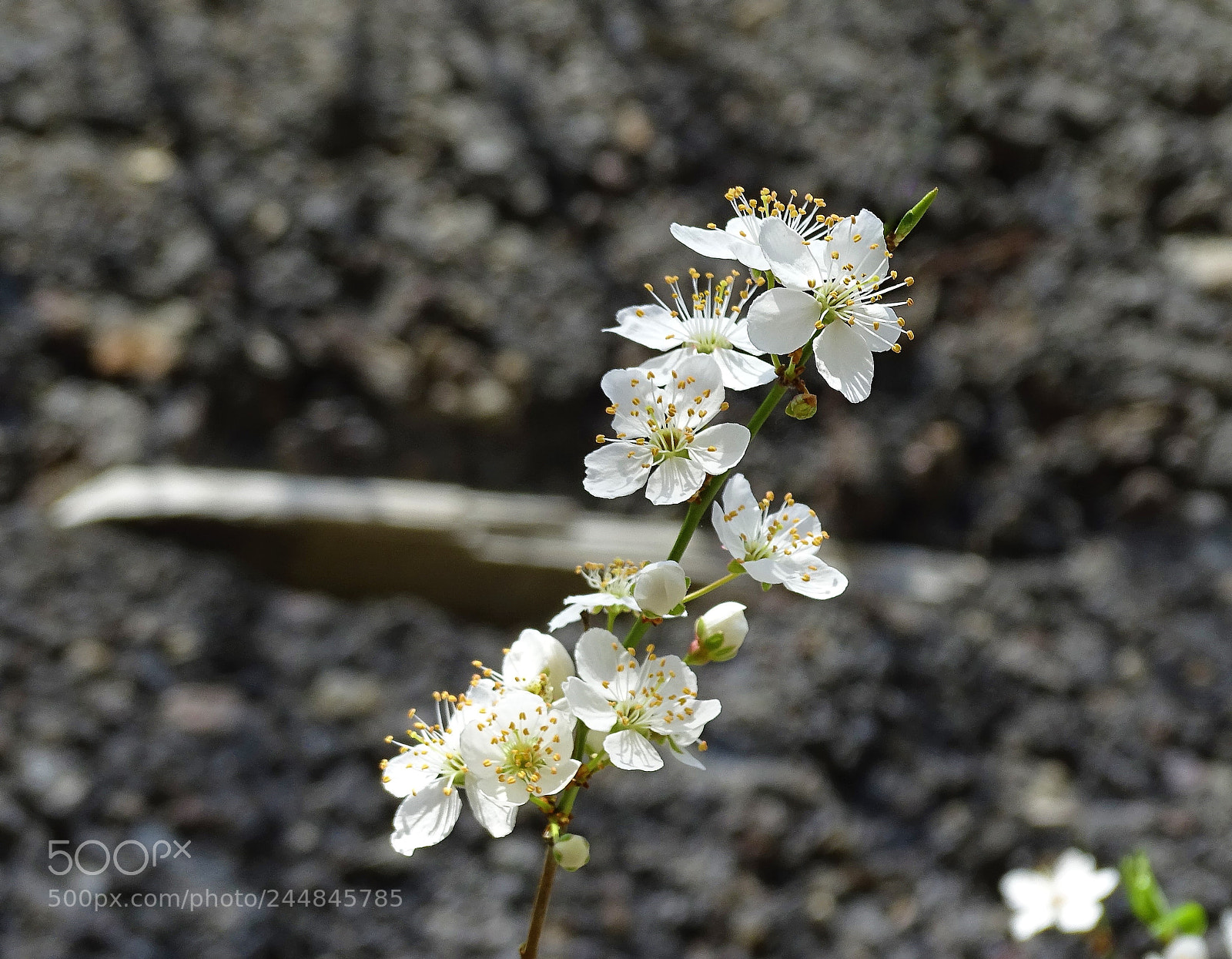 Sony Cyber-shot DSC-HX400V sample photo. Blossom near the wall photography