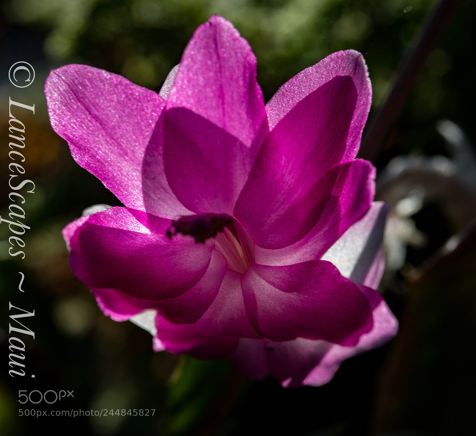 Nikon D810 sample photo. Untitled photography