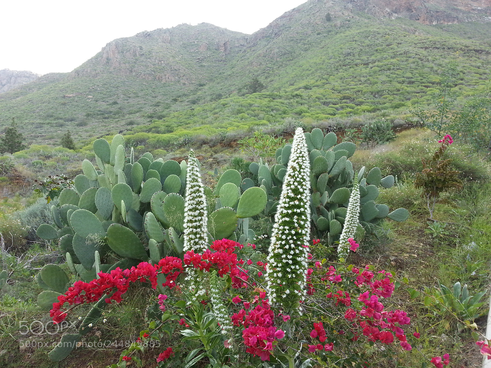 Samsung Galaxy S3 sample photo. Valle san lorenzo, tenerife photography