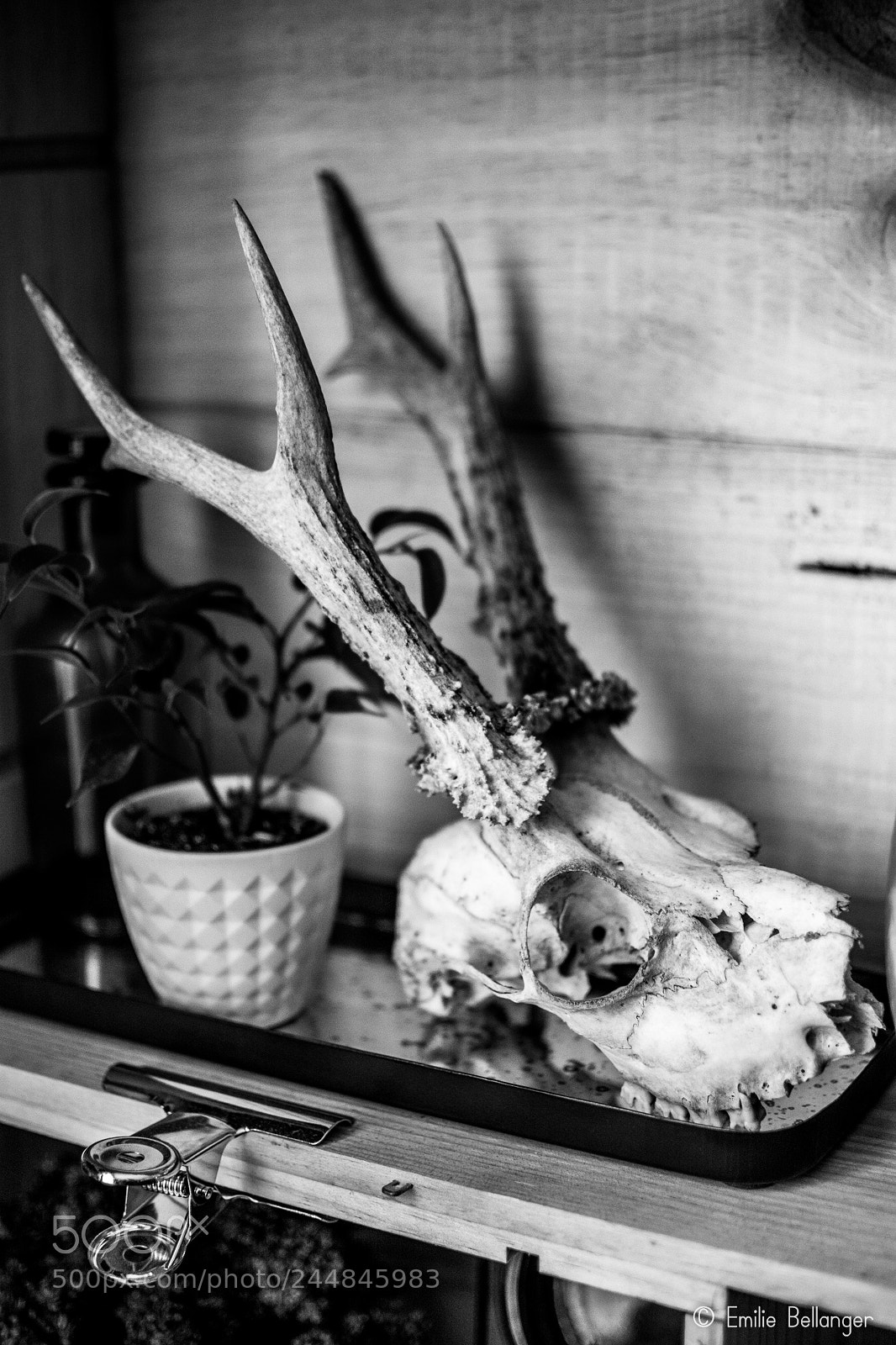 Nikon D7100 sample photo. Sans-titre photography