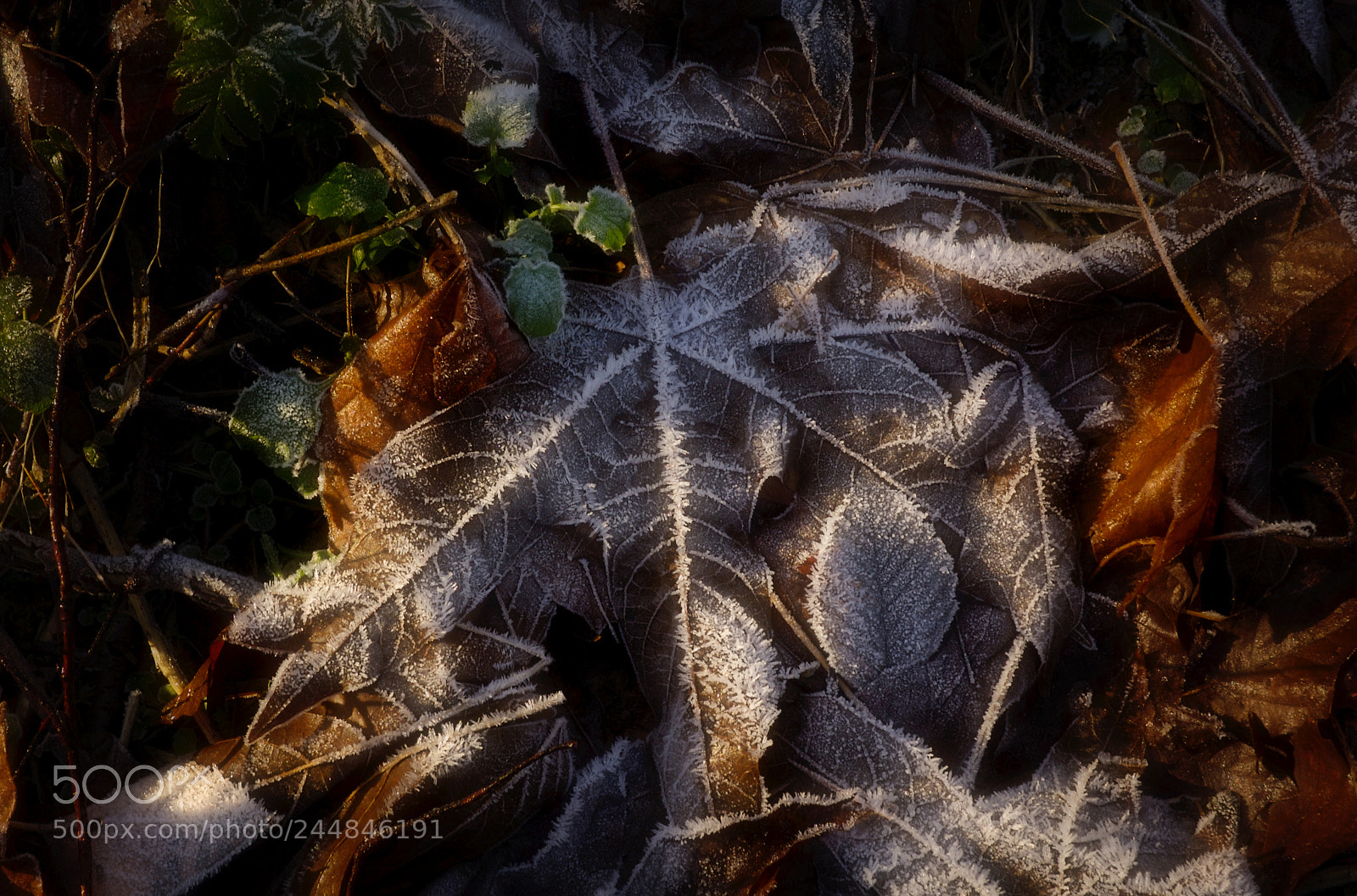 Nikon D70 sample photo. Morning frost photography