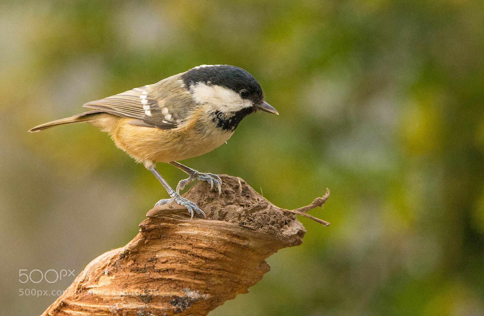 Nikon D7100 sample photo. Coal tit on high. photography