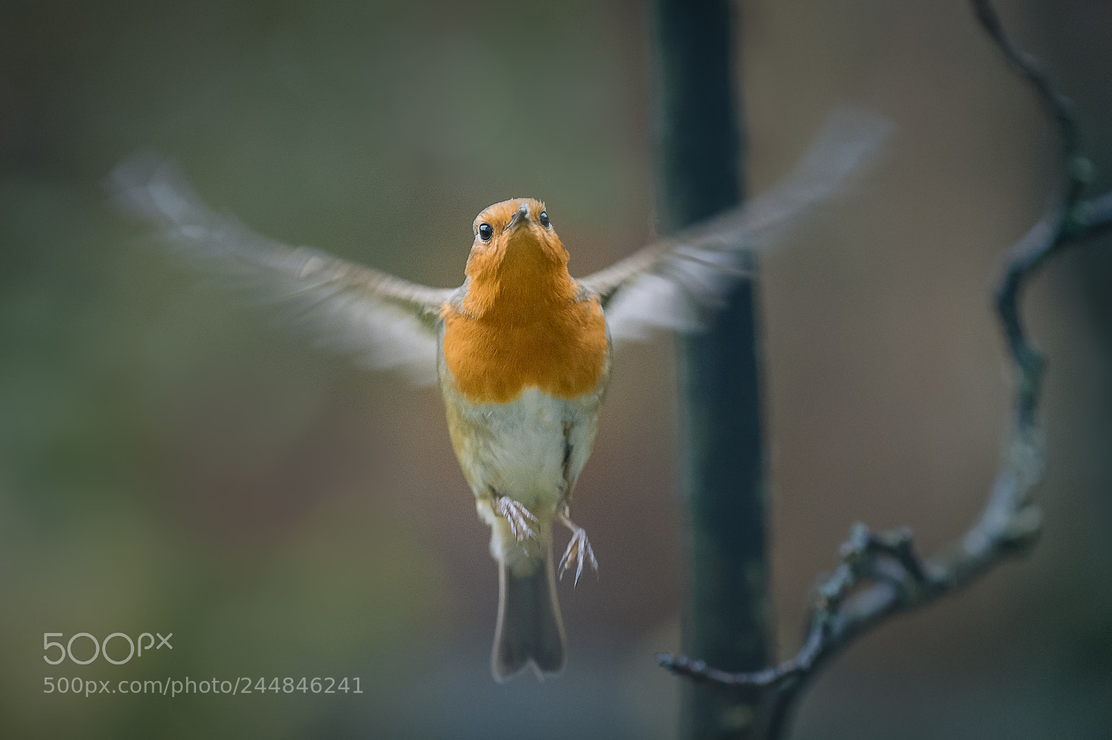 Canon EOS 7D Mark II sample photo. Lift off photography