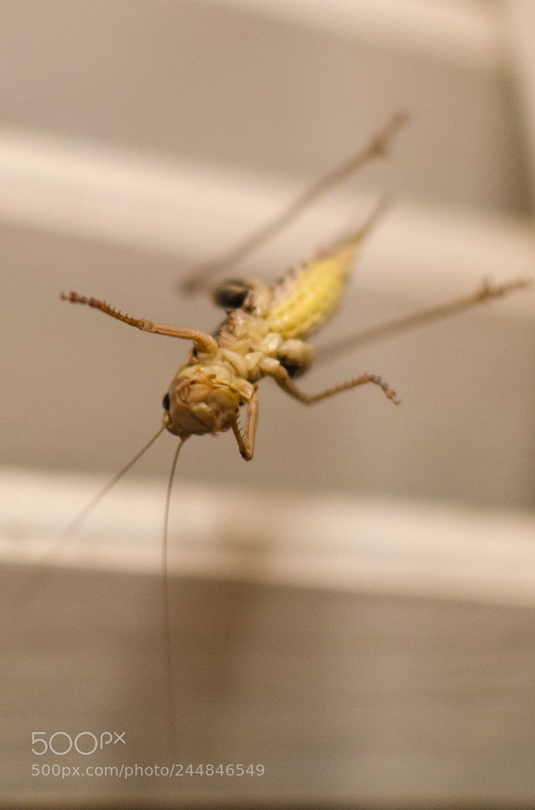 Nikon D5100 sample photo. Grasshopper photography