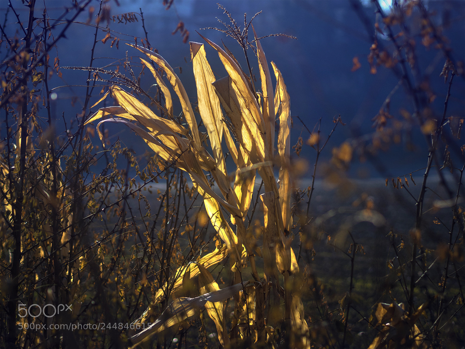 Olympus OM-D E-M5 II sample photo. Golden leaves photography