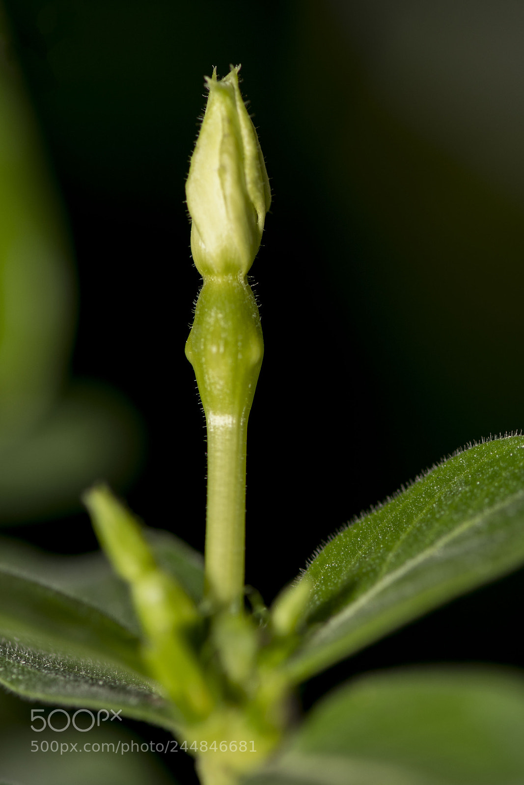 Nikon D500 sample photo. Flower photography