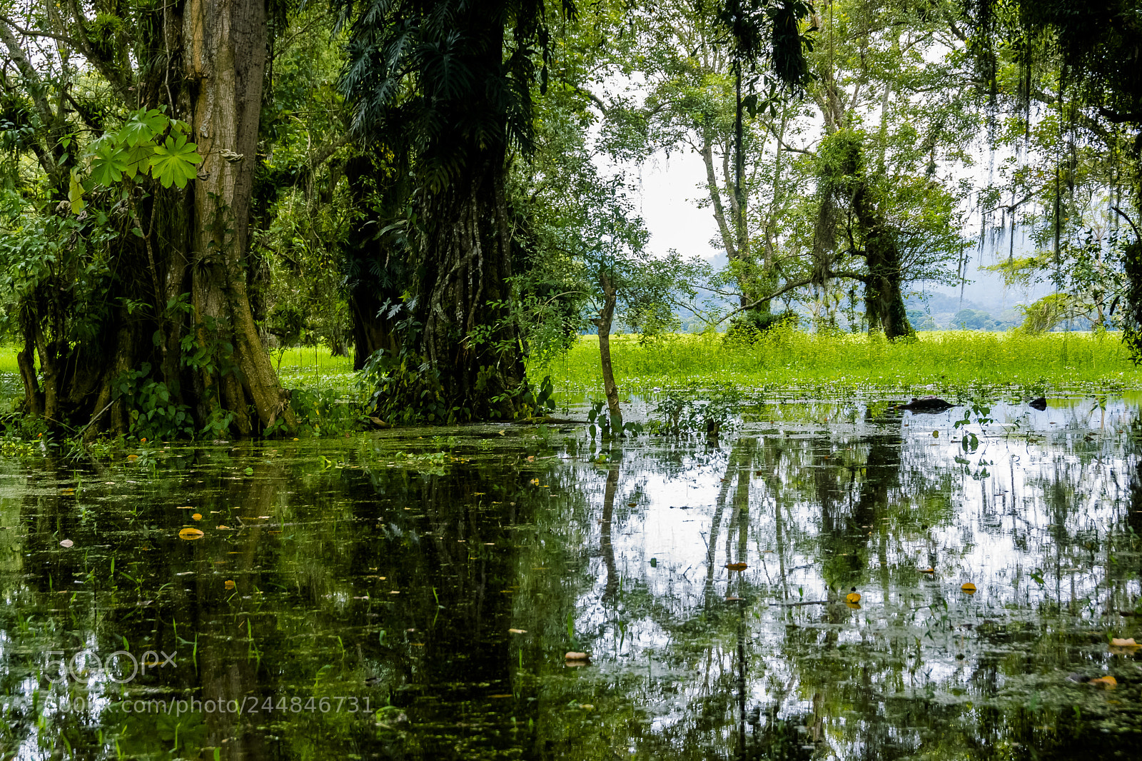 Nikon D7100 sample photo. Lago de yojoa photography