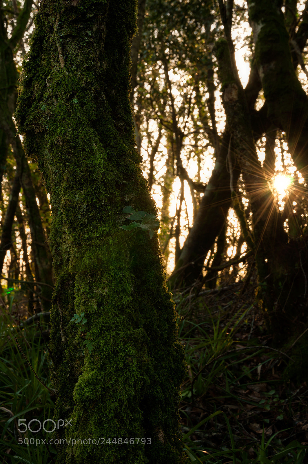 Nikon D90 sample photo. Forest sunspike photography