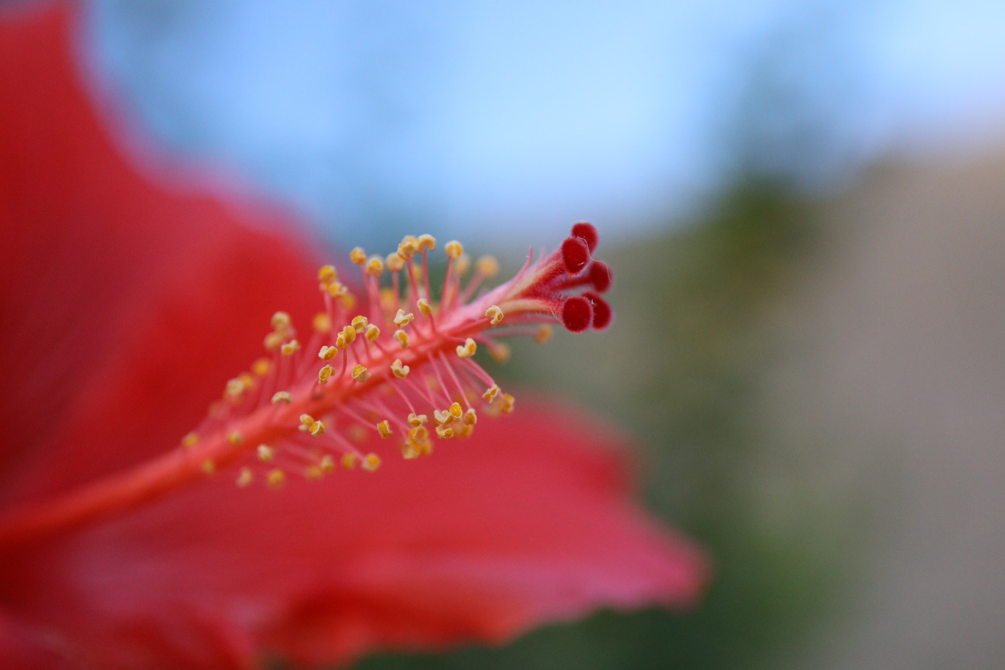 Canon EOS 5D Mark IV + Canon EF 24-70mm F4L IS USM sample photo. Pink hibiscus in the morning photography