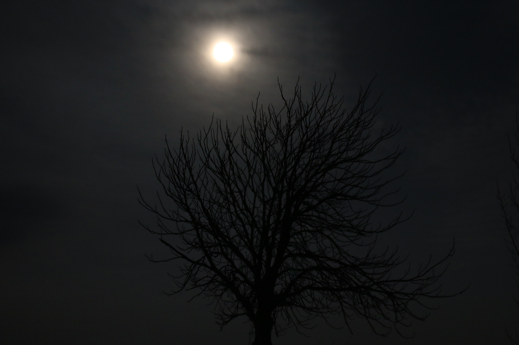 Canon EOS 70D + Sigma 35mm F1.4 DG HSM Art sample photo. Tree & moon photography