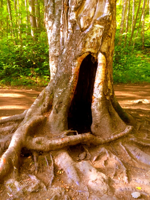 Apple iPhone 6s sample photo. Hollow tree photography
