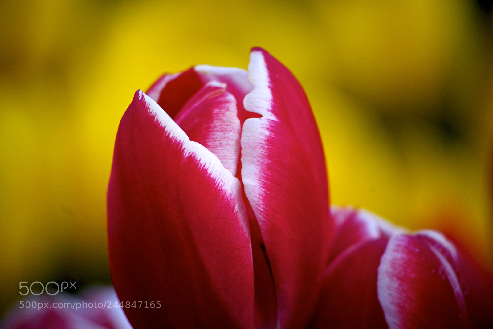 Pentax K-1 sample photo. Winter tulips photography
