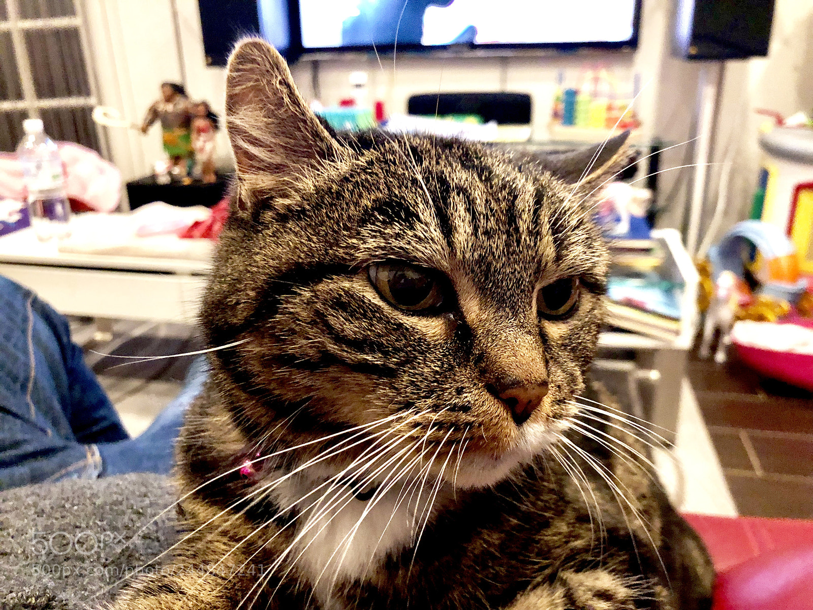 Apple iPhone X sample photo. My cat photography
