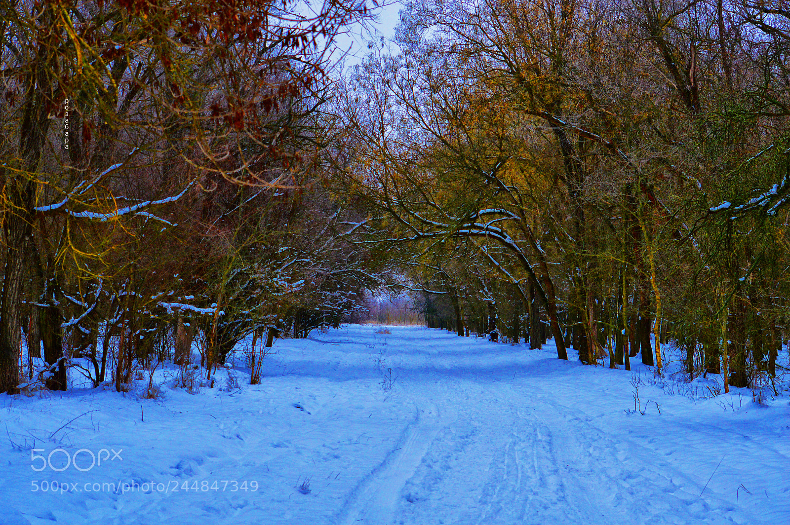 Nikon D3200 sample photo. сказочный лес photography