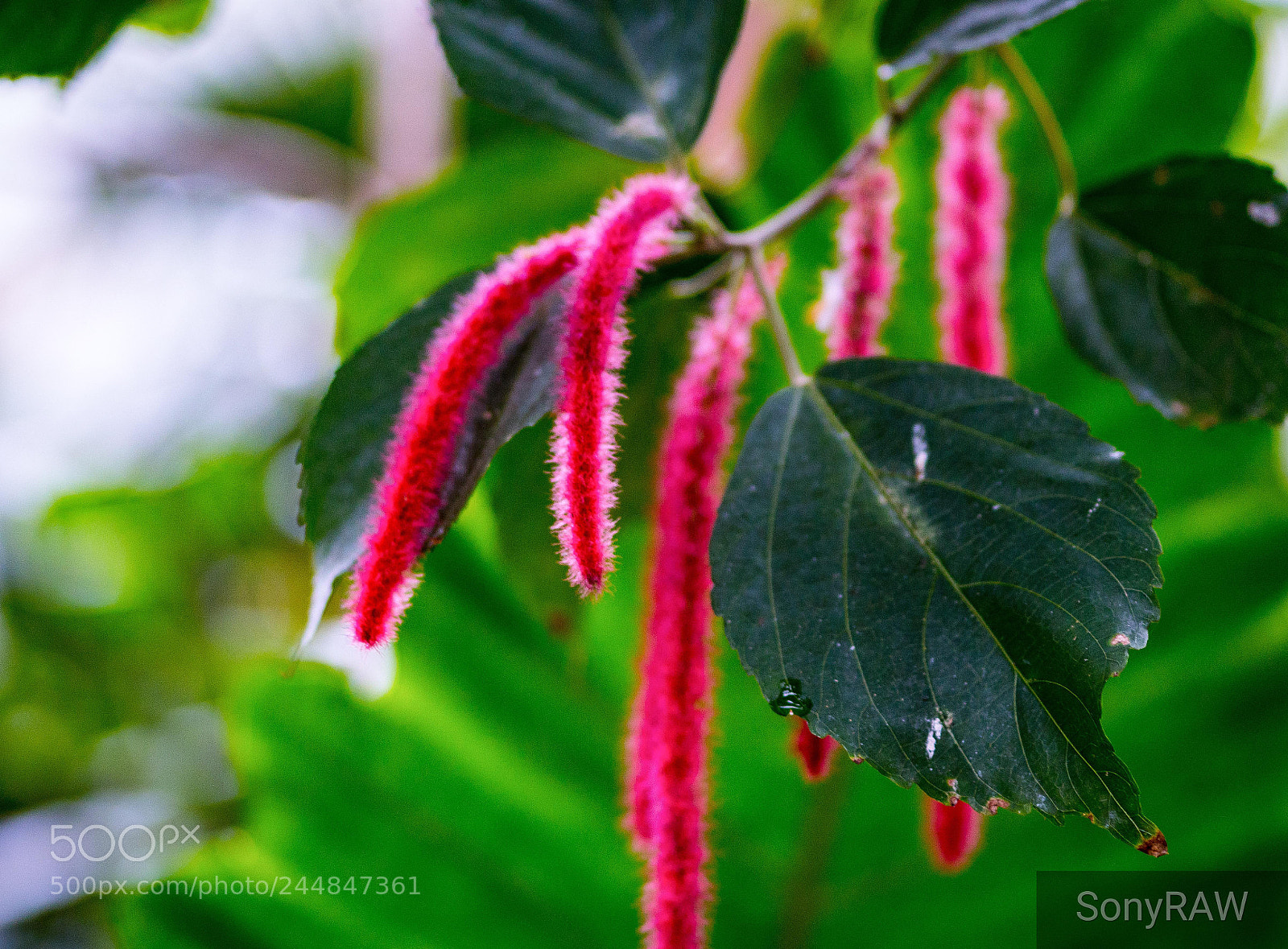 Sony a6500 sample photo. The chenille plant photography