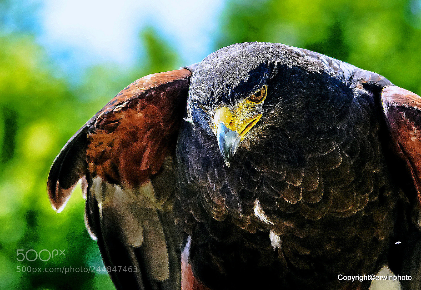 Nikon D7100 sample photo. Harris hawk - ein photography